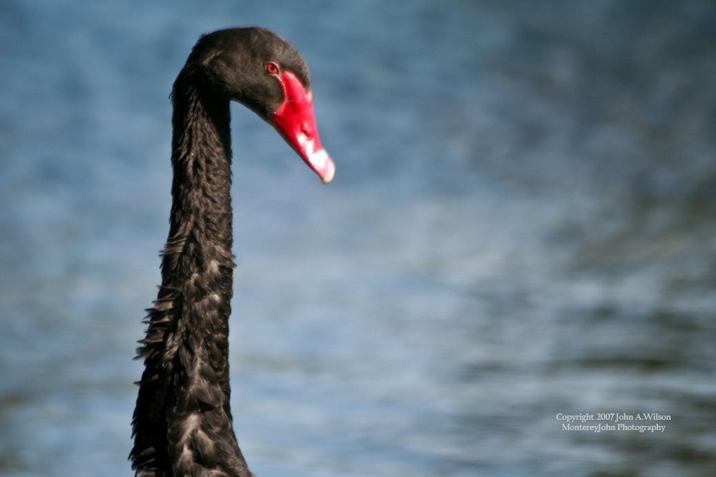 [Black+Swan+copy.jpg]