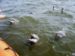 [dolphins.jpg]