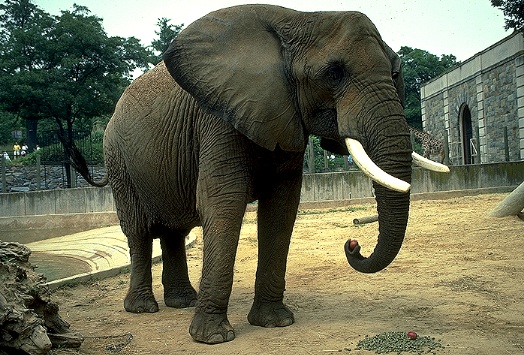 [elefante2.jpg]
