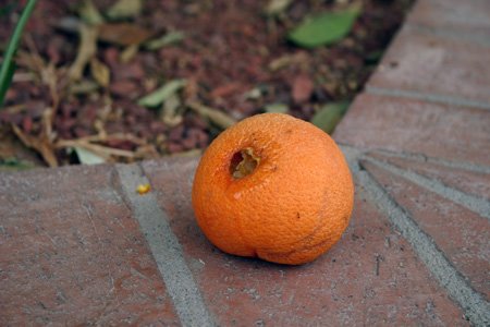 [hole-in-orange.jpg]