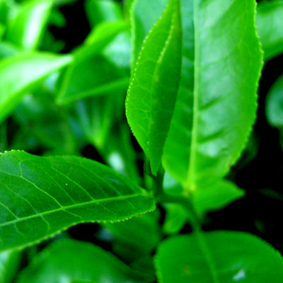 [Tea+Leaves.jpg]