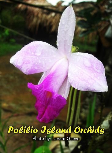 [Orchids+at+Polilio+Islands+(4).jpg]