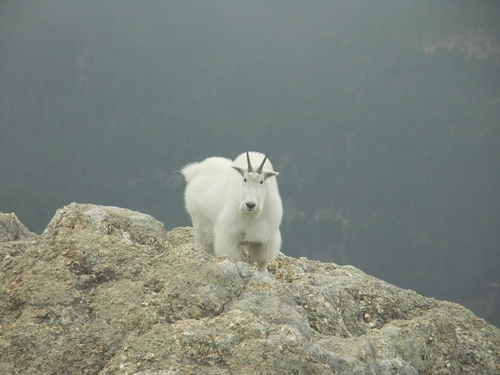 [goat-harney-peak.jpg]