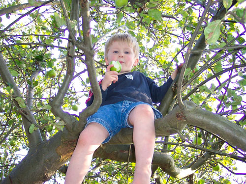 [kid in tree.jpg]