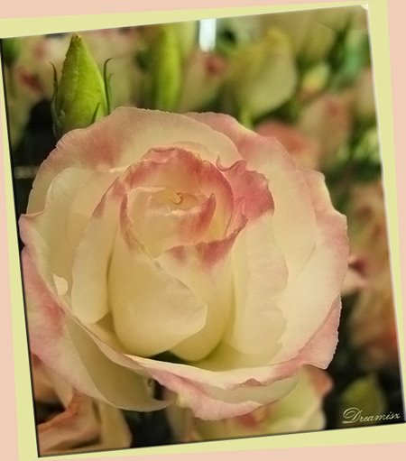 [flower-pink-rose-500-1256.jpg]