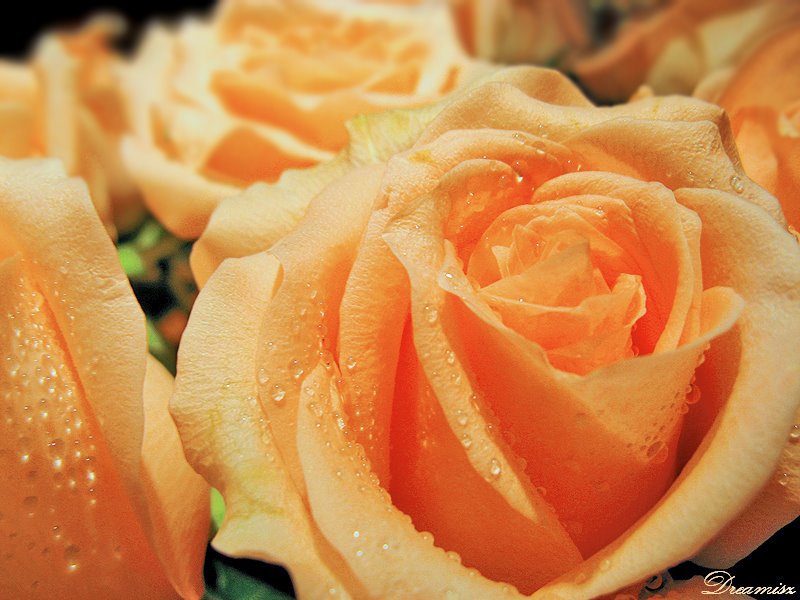 [flower-rose-3524-A.jpg]