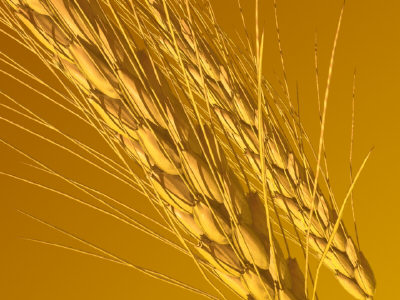 [whole+wheat.jpg]
