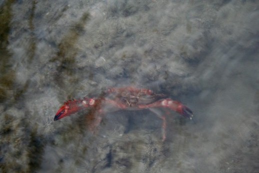[swimming+crab,+red.jpg]