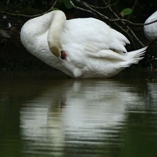 [Swan+-+Botanical+Gardens,+Nov+11.jpg]