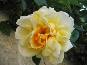 [Rose+Fr+very+sexy+yellow+w+deep+golden+folds.jpg]
