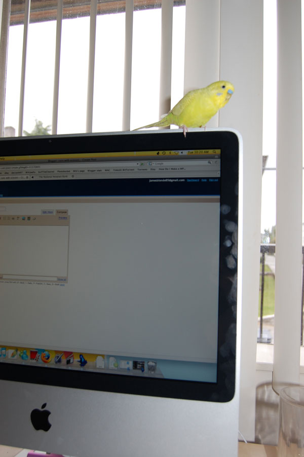 [birdcomputer.jpg]