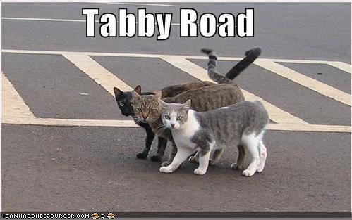 [funny-pictures-beatles-cats-street.jpg]