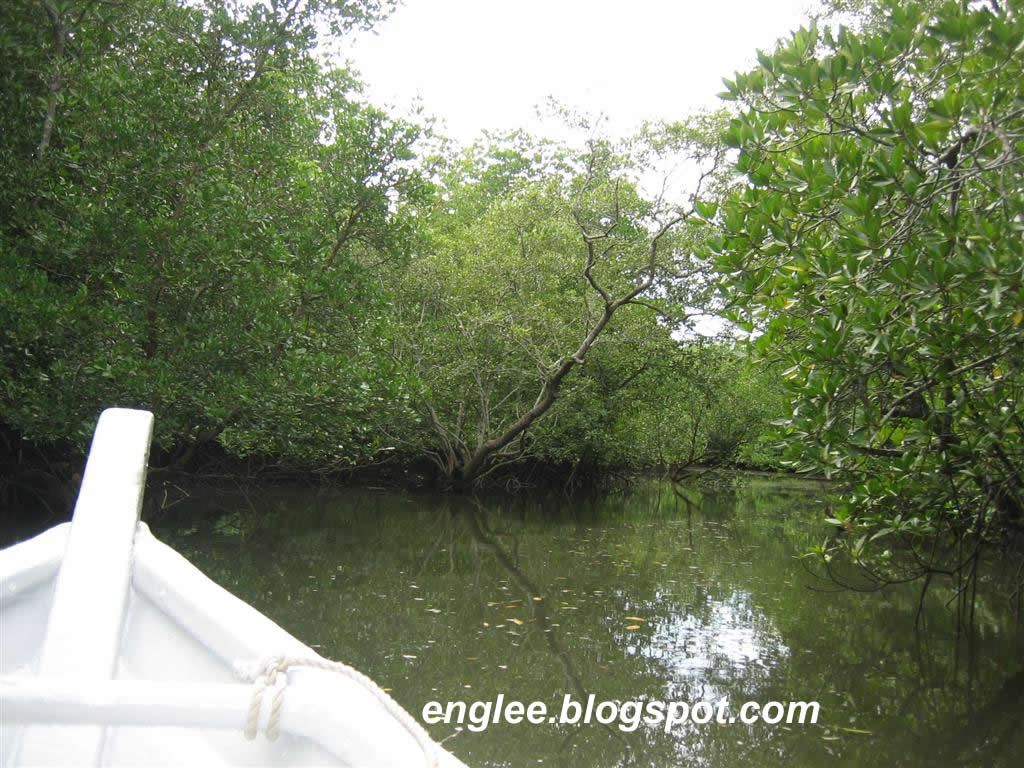 [mangroove-boat-trip.JPG]