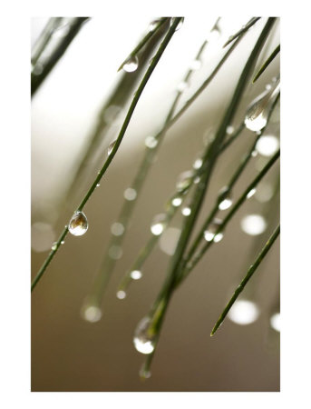 [808890~Rain-Drops-on-Pine-Branch-Needles-Posters.jpg]