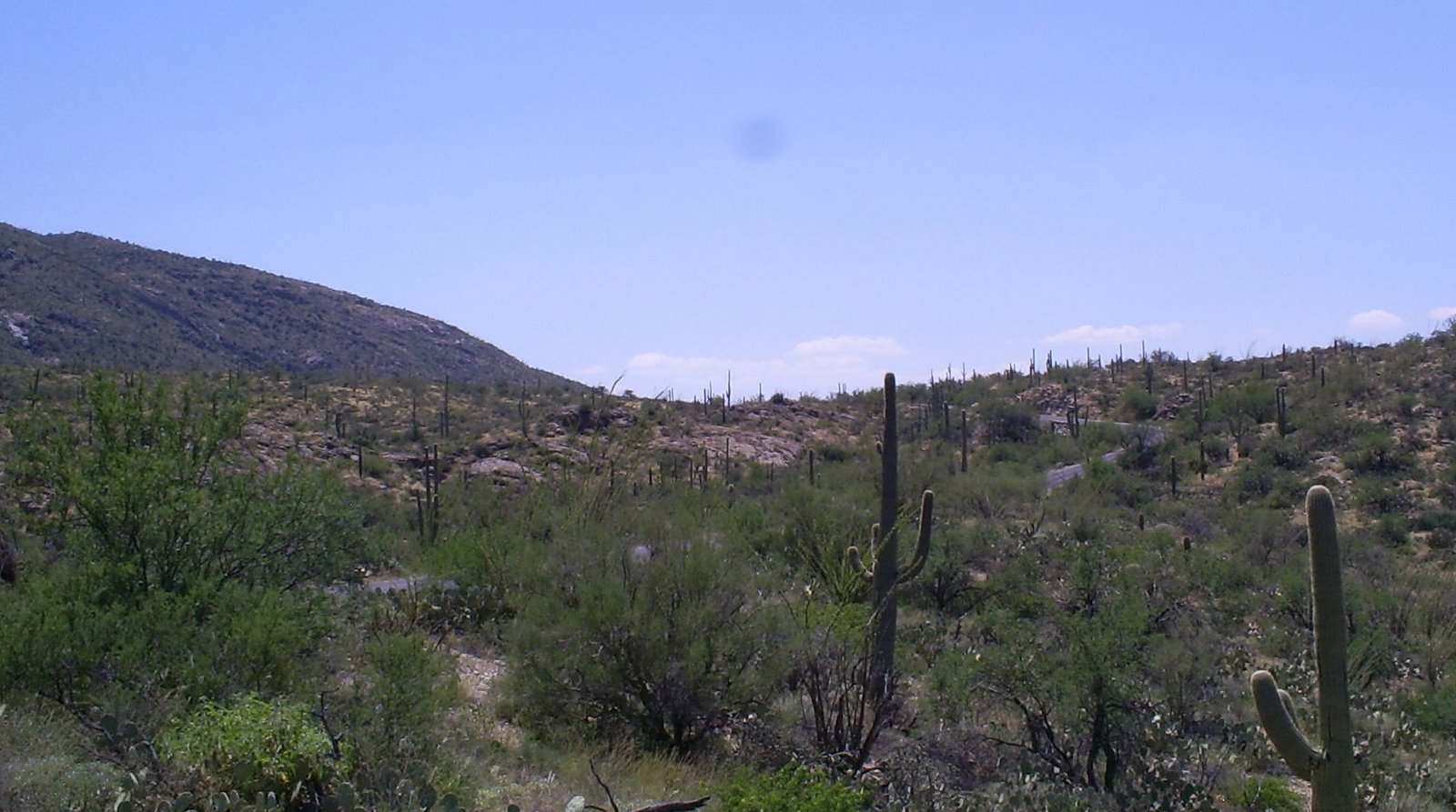 [2007-09-03+-+Saguaro+National+Park+8+Miler+047a.jpg]