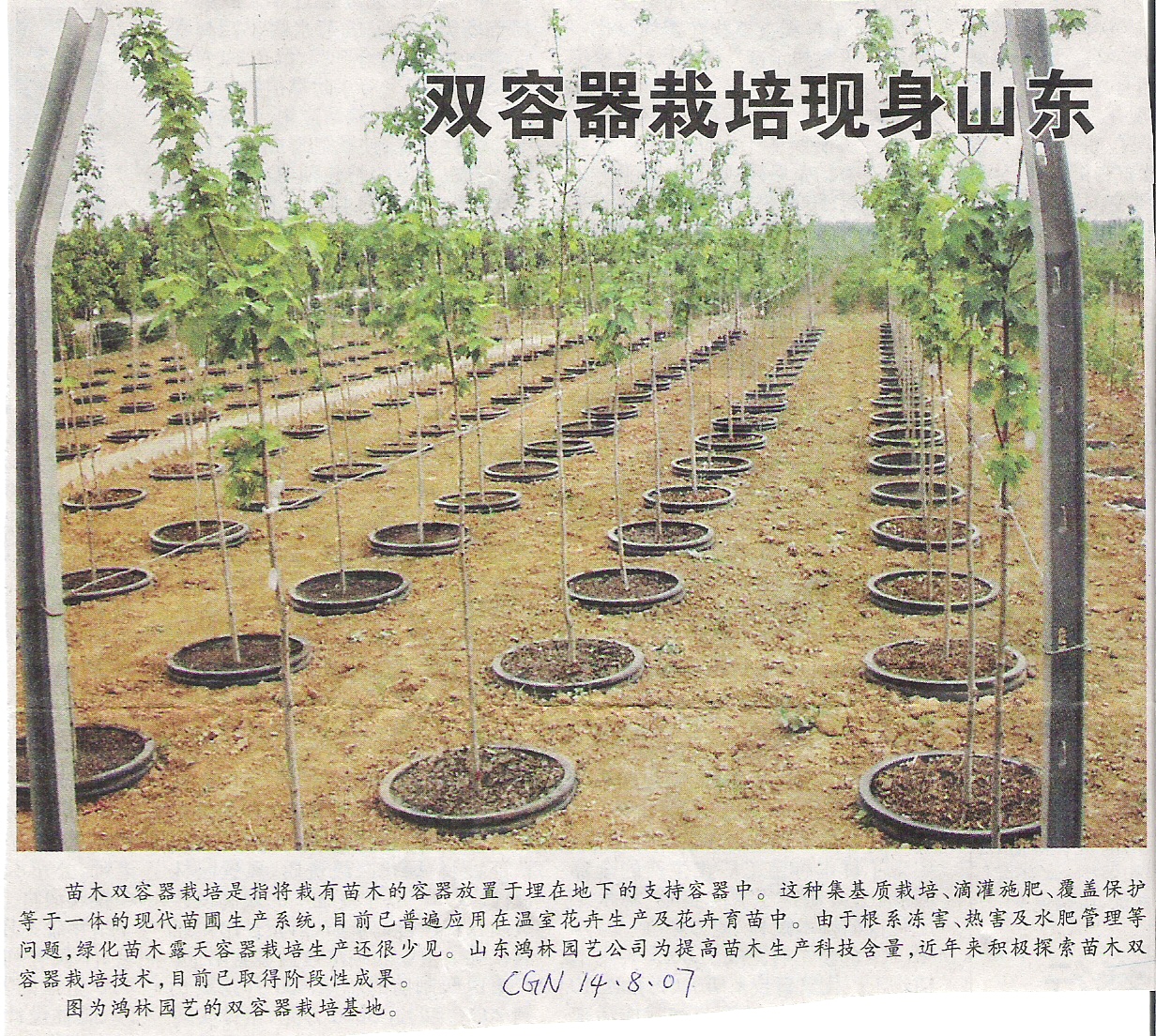 [China+Tree+News+---+How+to+produce+trees+with+Girdling+Roots.jpg]