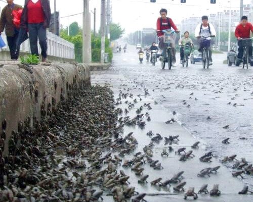 [toad-migration-china.jpg]