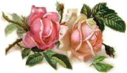 [romantic-pink-roses.jpg]