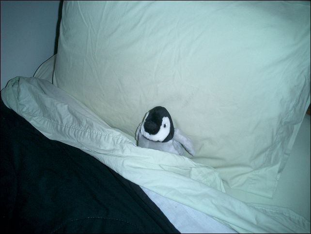 [Penguin+in+Bed.jpg]