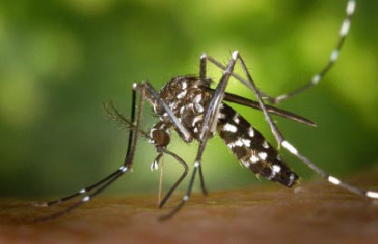 [mosquito.jpg]
