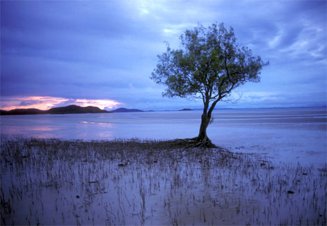 [lone-mangrove-504165-ga.jpg]