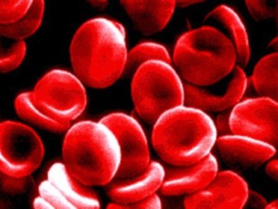 [blood_cells+copy.JPG]