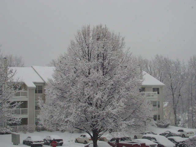 [Snowing+in+DC+2007+001.jpg]