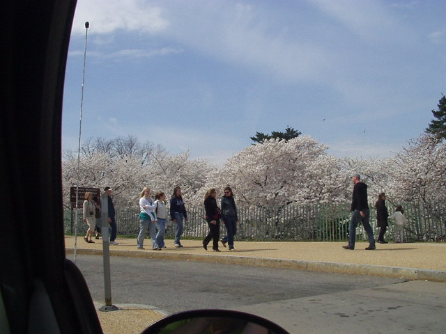 [Cherry+Blossoms+2007+022.jpg]