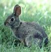 [eastern+cottontail.jpg]