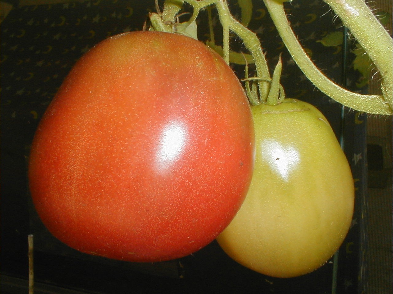 [tomatoes+0508.JPG]