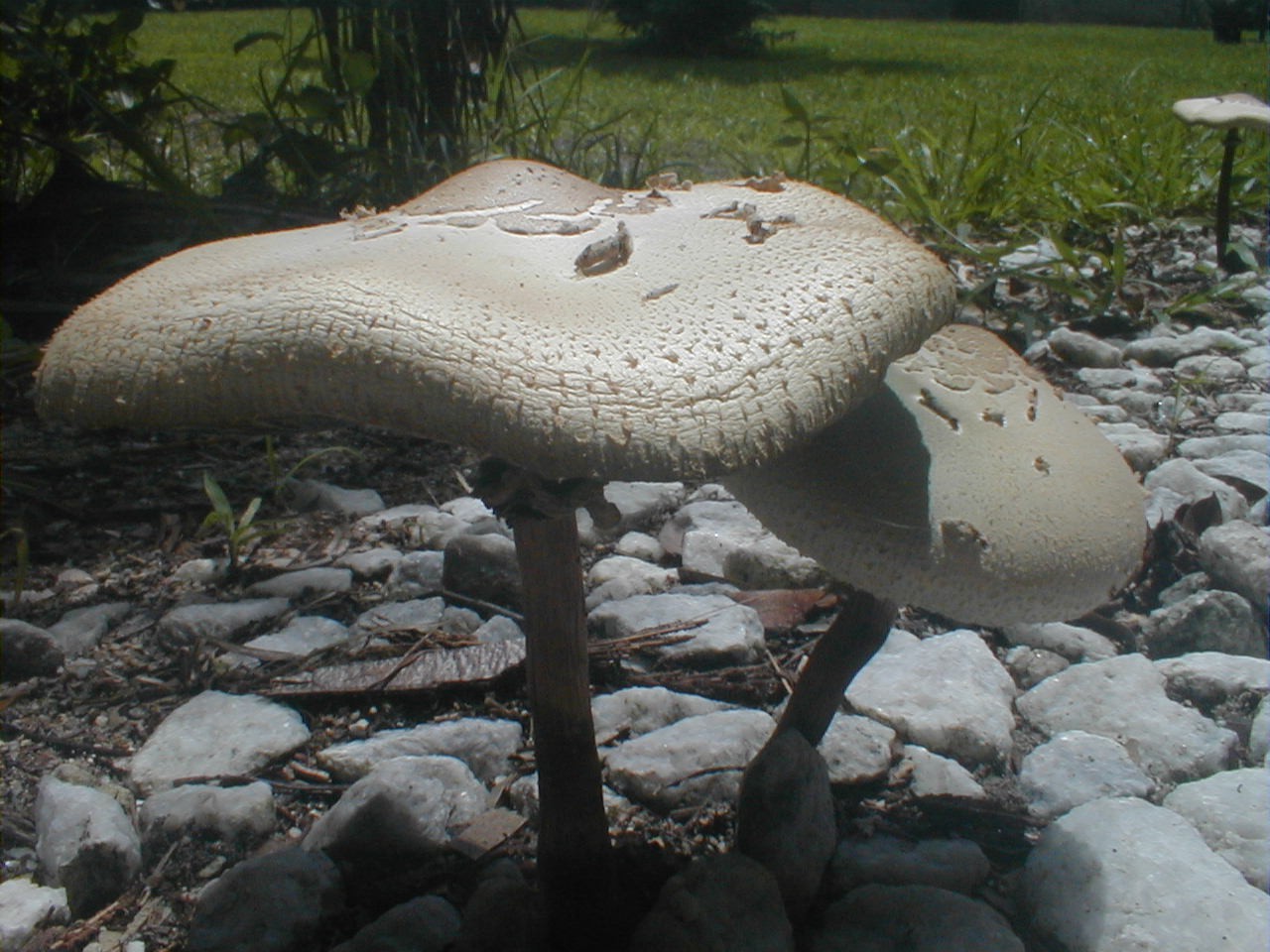 [3+mushroom+0708.JPG]