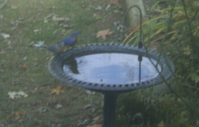 [blue+birds.jpg]