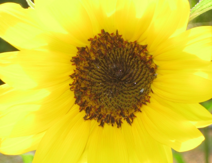 [sunflower1b.jpg]