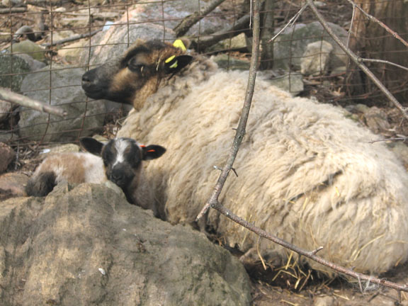 [Tracy+Chapman+and+ewe+lamb.jpg]