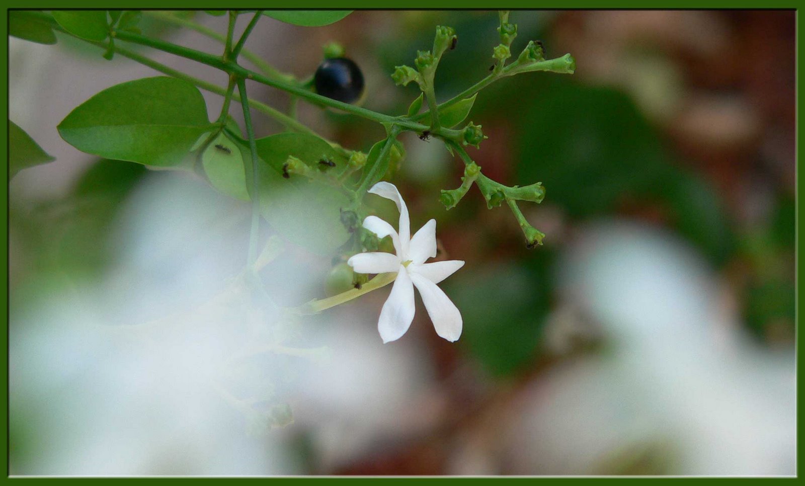 [Flower_white.jpg]