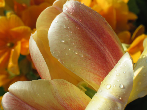 [Une_tulipe-02.jpg]