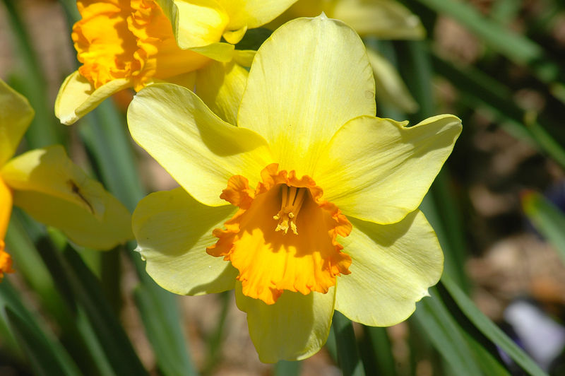 [800px-Yellow_Daffodil.jpg]