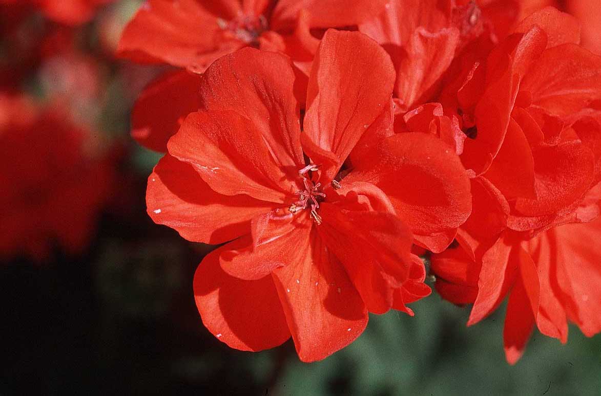 [red-flower-9h.jpg]