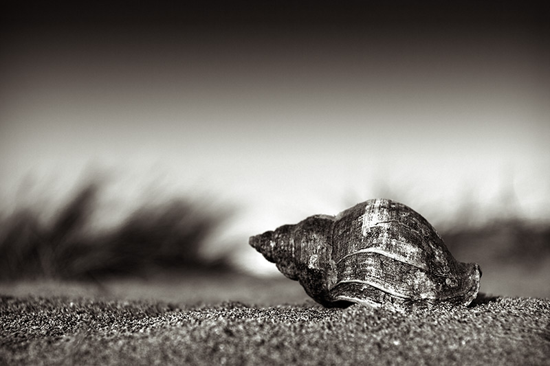 [snails+pace.jpg]