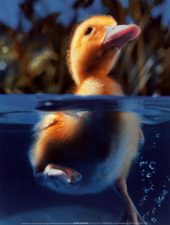 [duckling.jpg]