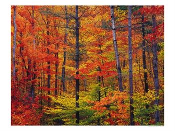 [641033~Autumn-Colors-New-Hampshire-Posters.jpg]