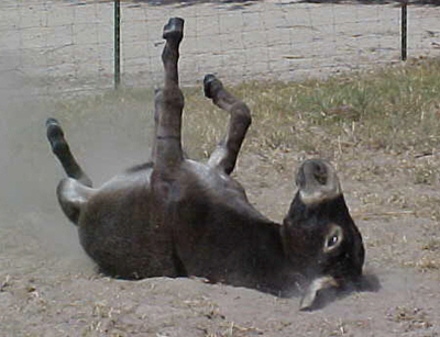 [donkey.jpg]