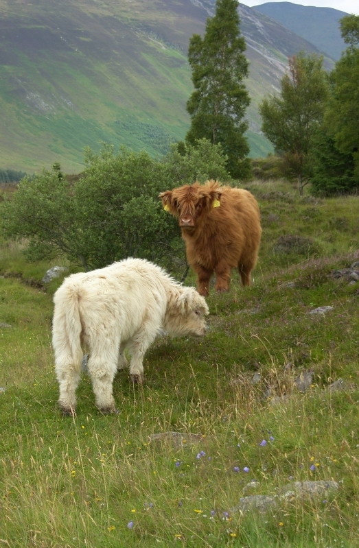 [Meggernie+Highland+Calves.jpg]