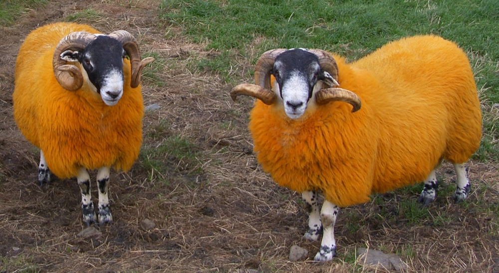 [Orange+Scottish+Sheep.jpg]