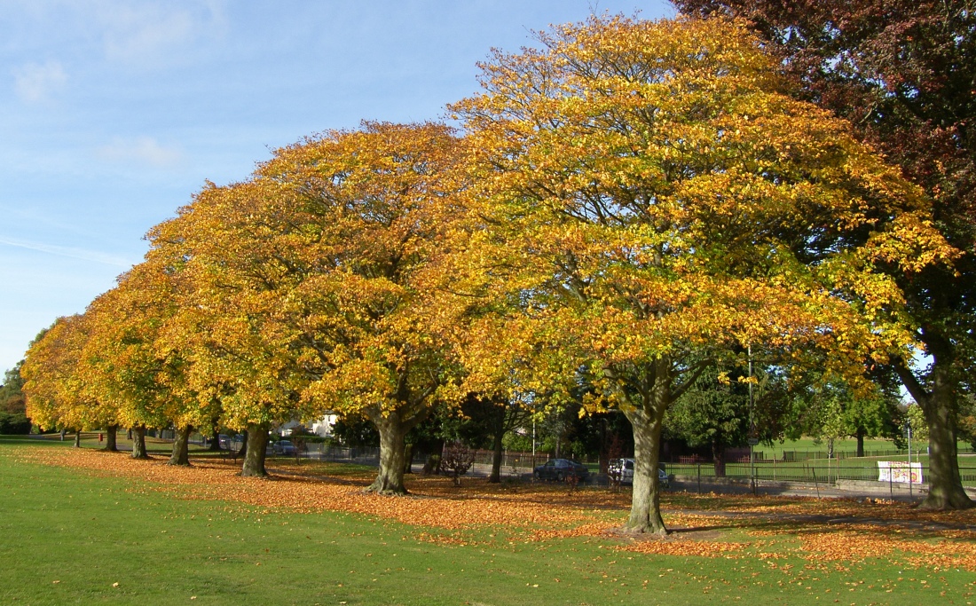 [Scone+Scotland+Autumn+Colours.jpg]