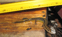 Two-lined salamander (Eurycea binlineata): Starksboro, Vermont