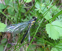 Dragonfly spp. - Starksboro, Vermont, June 2007