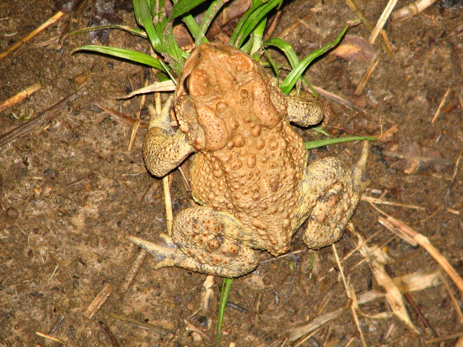 [IMG_0145wpwp+toad.JPG]