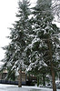 [snow+tree.jpg]