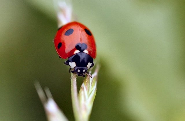 [ladybug1.jpg]